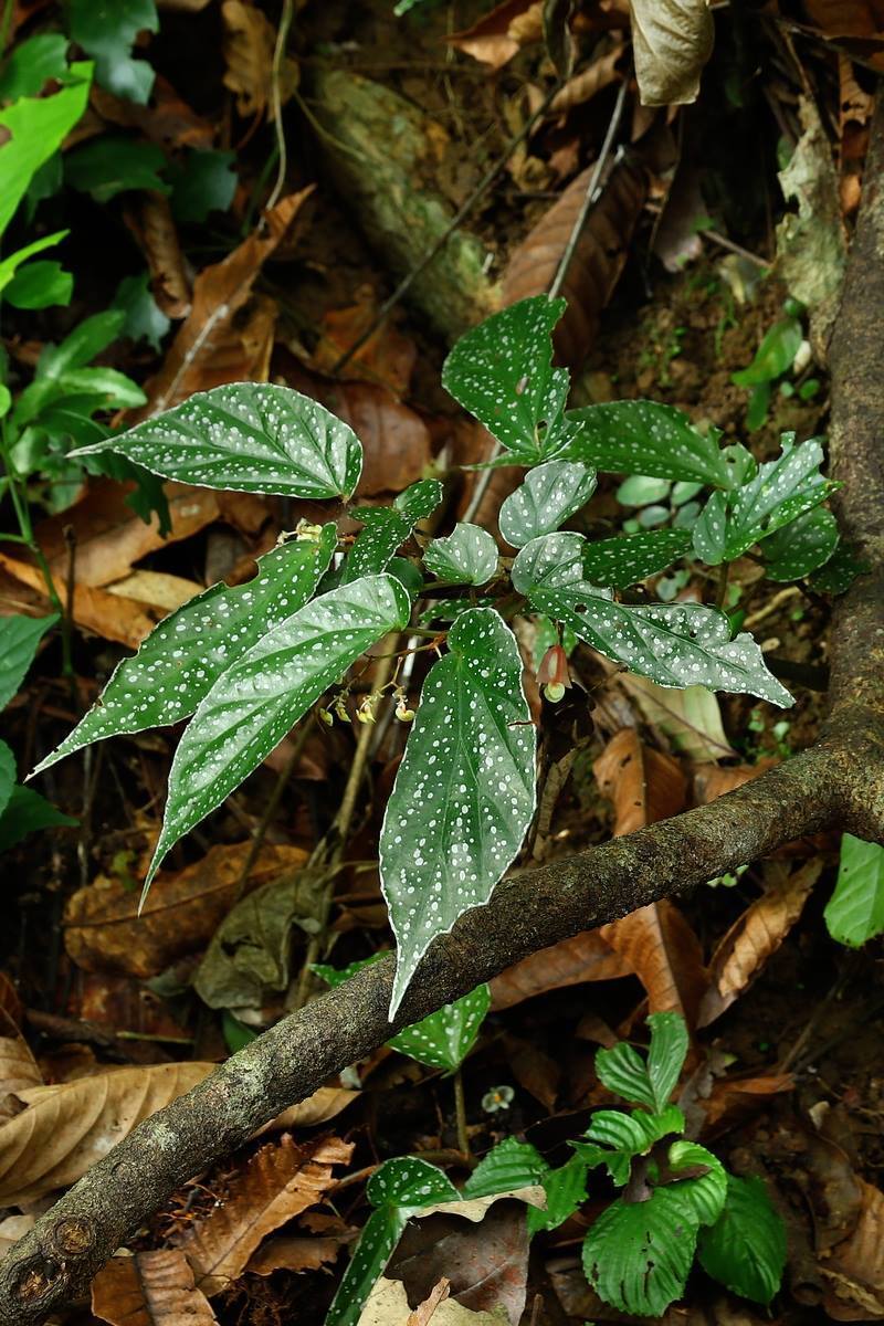 B. cucphuongensis